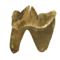 Omc 1960.719.004  (2) Edited